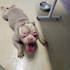 Meet your Posher, James